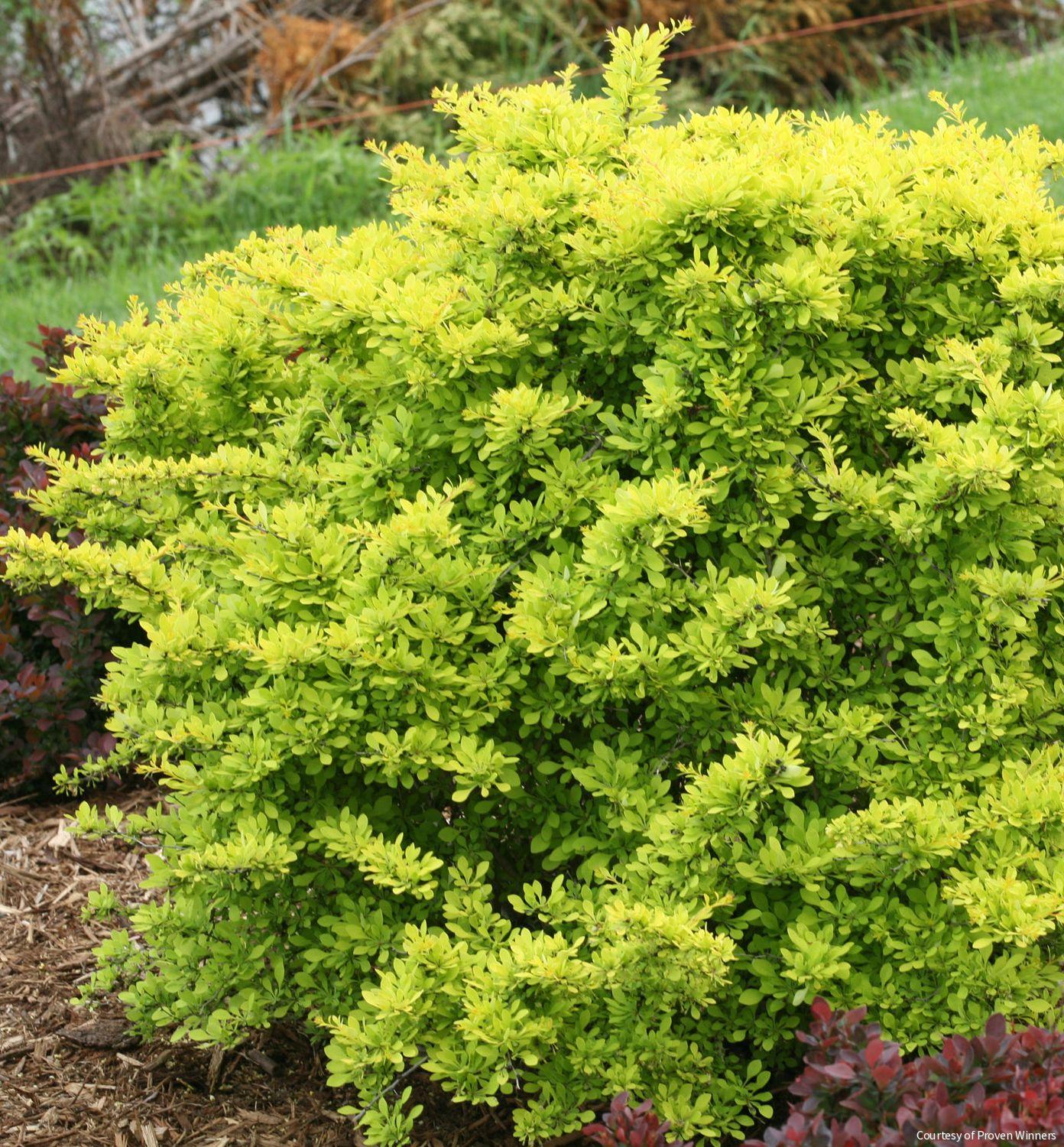 Berberis t. Sunjoy® Citrus