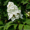 Hydrangea q. 'Snow Queen'