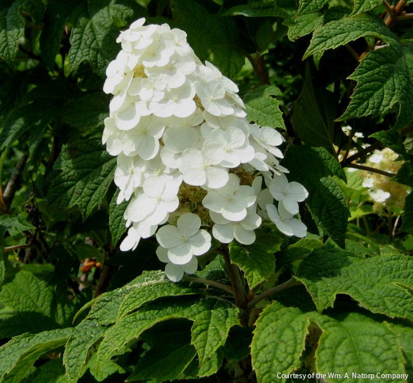 Hydrangea q. 'Snow Queen'