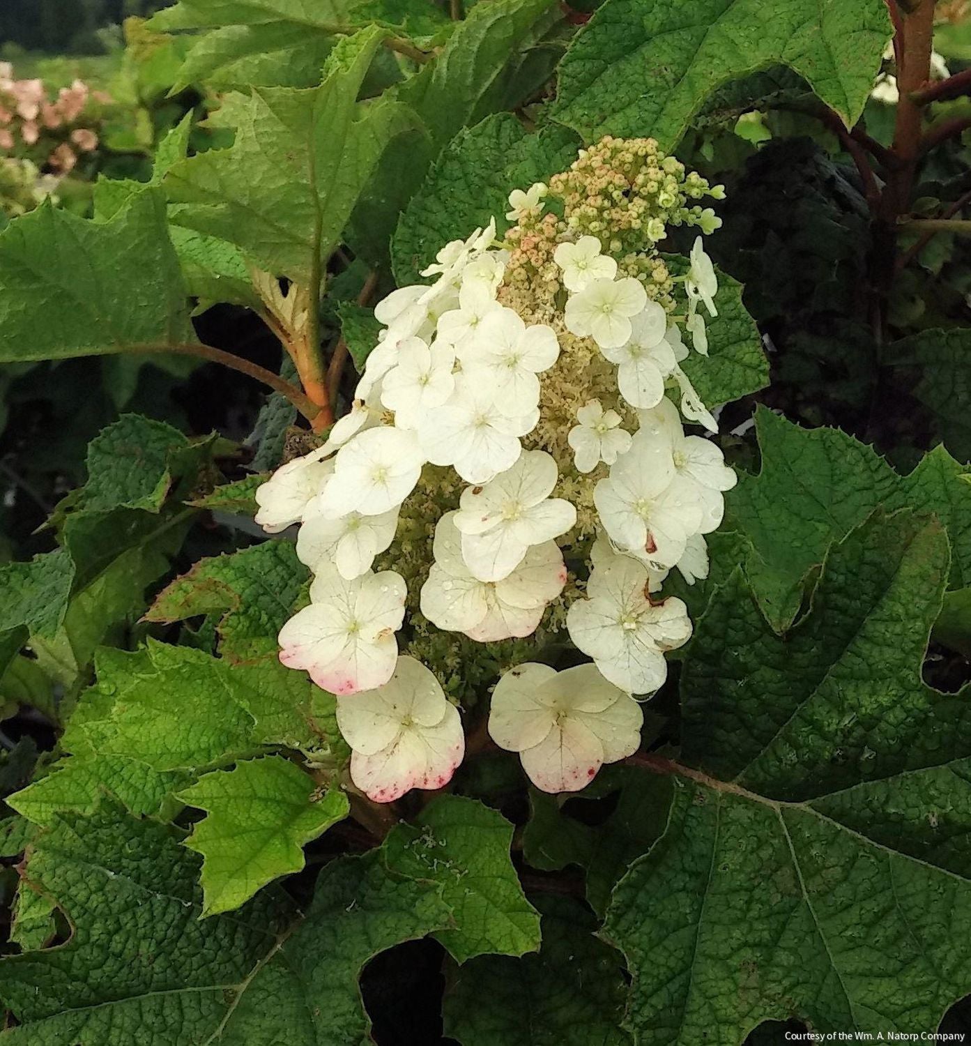 Hydrangea q. 'Pee Wee'