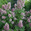 Hydrangea q. Gatsby Pink®
