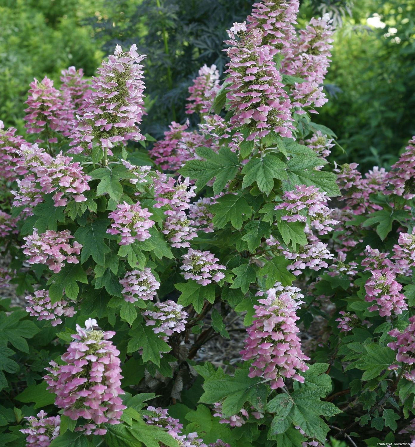 Hydrangea q. Gatsby Pink®
