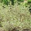 Cornus a. Sgt. Pepper™