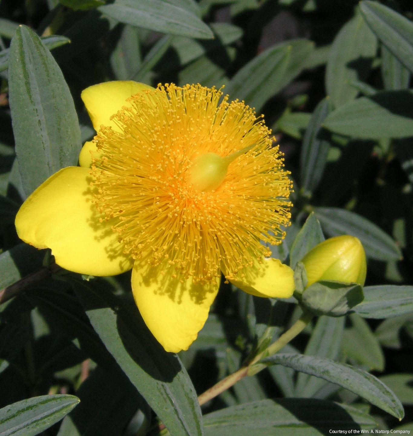 Hypericum f. 'Sunburst'