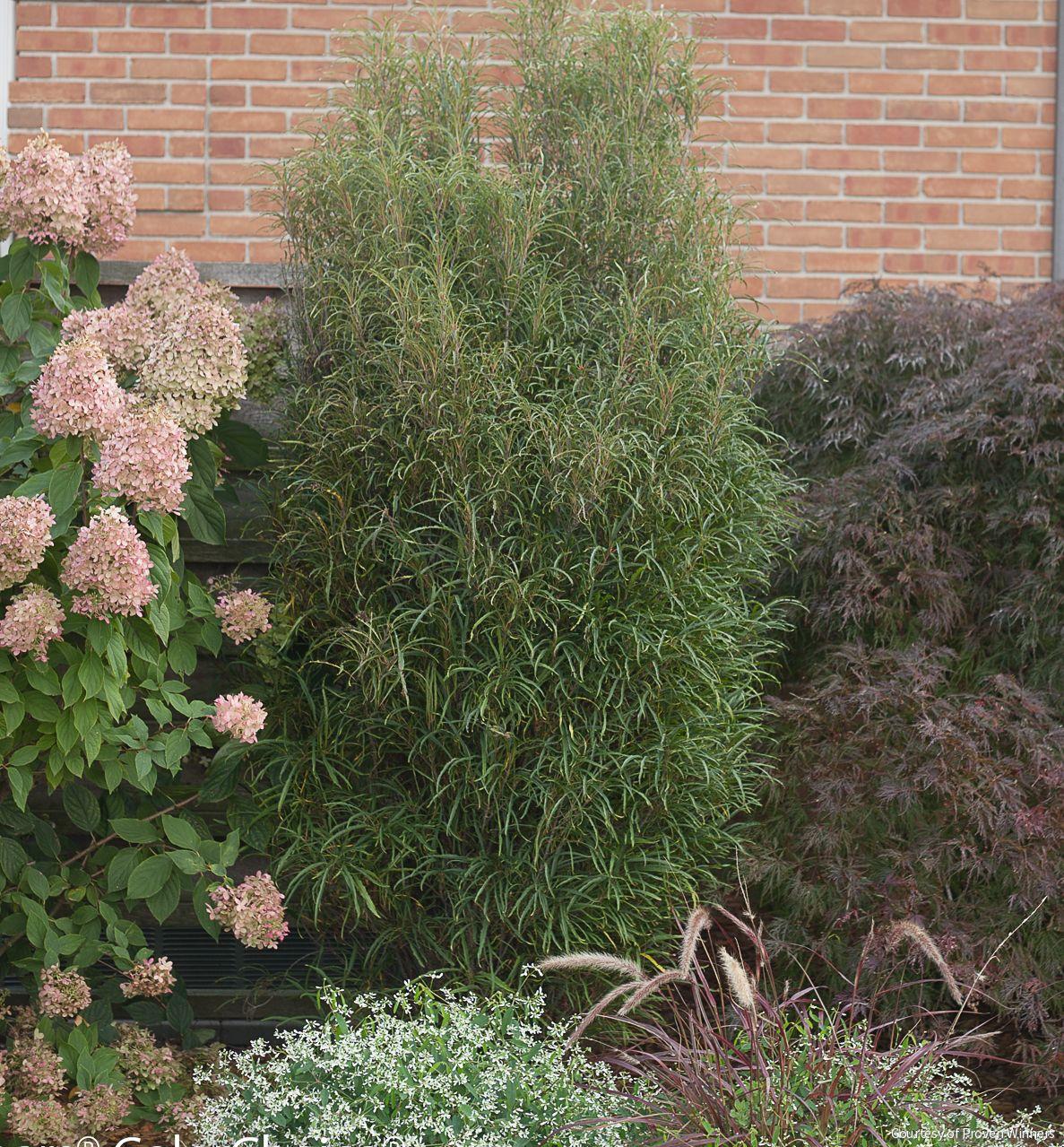 Rhamnus f. Fine Line®