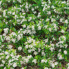 Aronia m. Ground Hug® (Ground Hog™)