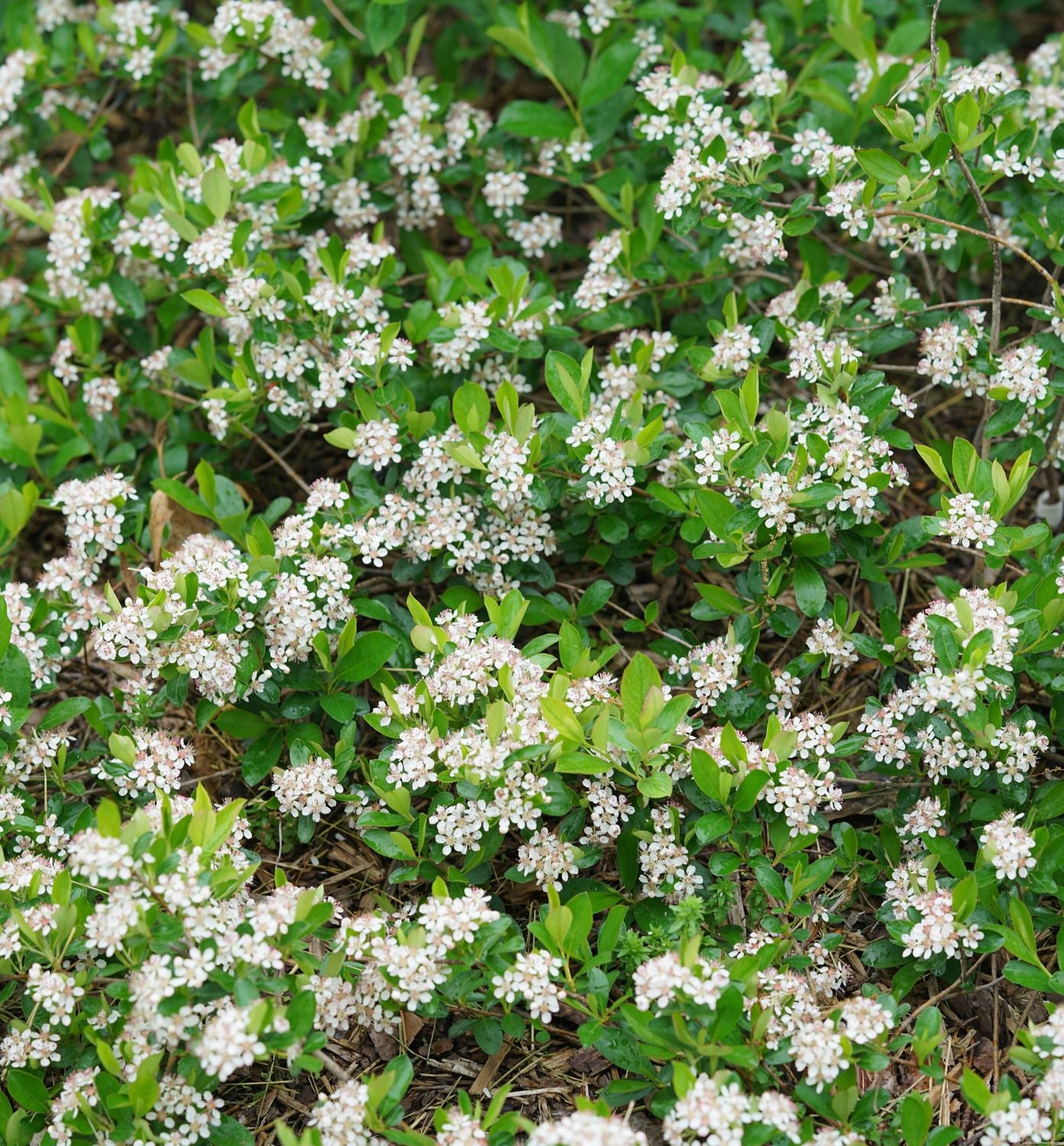 Aronia m. Ground Hug® (Ground Hog™)