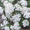 Viburnum x 'Pragense'