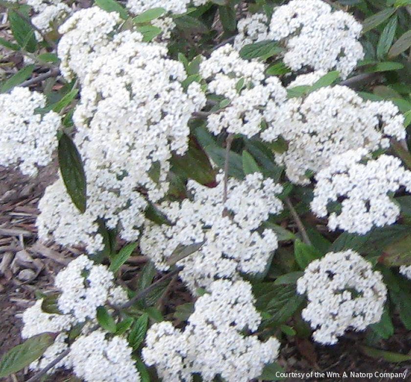 Viburnum x 'Pragense'
