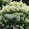 Hydrangea p. Bobo®