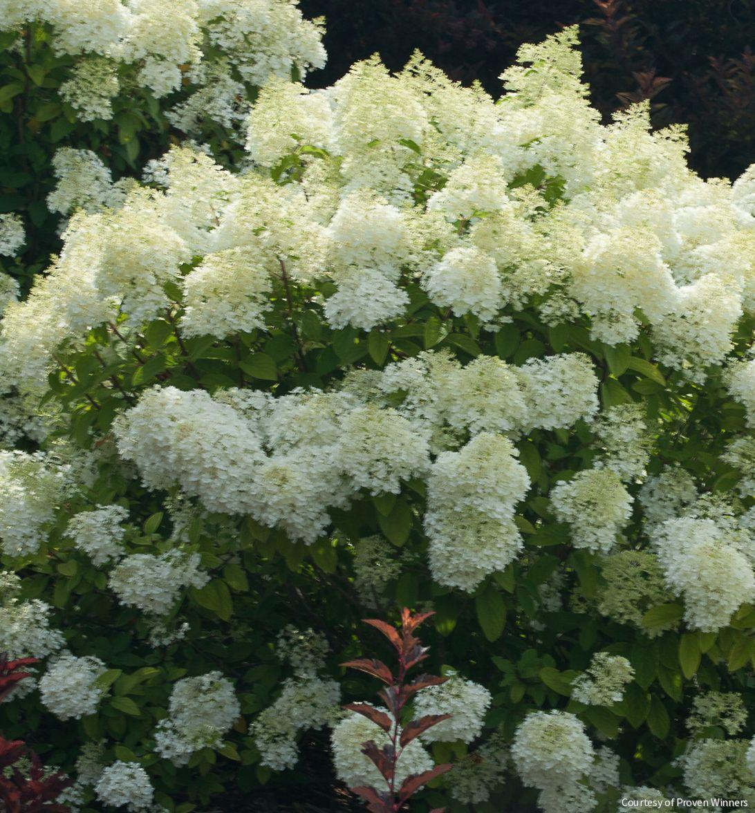 Hydrangea p. Bobo®