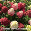 Hydrangea p. Little Lime Punch®