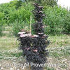 Sambucus n. Laced Up®