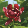 Calycanthus 'Aphrodite'