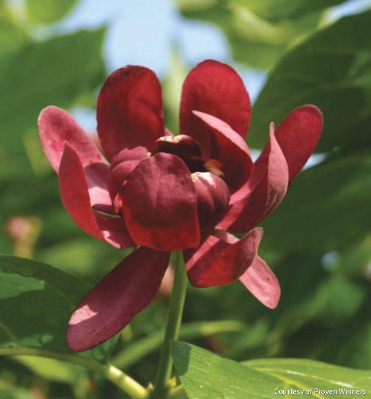 Calycanthus 'Aphrodite'