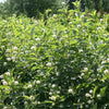 Cephalanthus o. Sugar Shack® 2.0