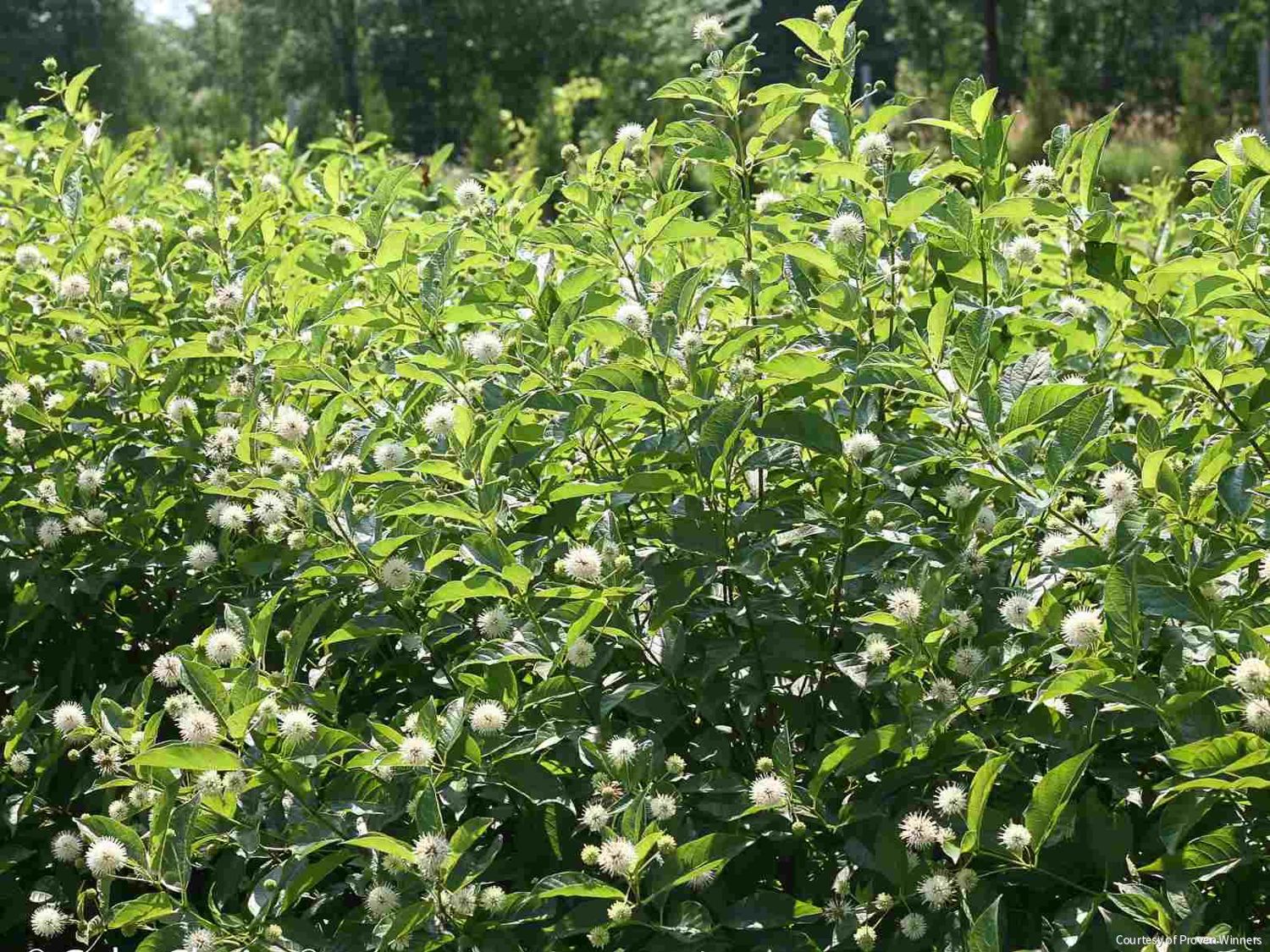 Cephalanthus o. Sugar Shack® 2.0