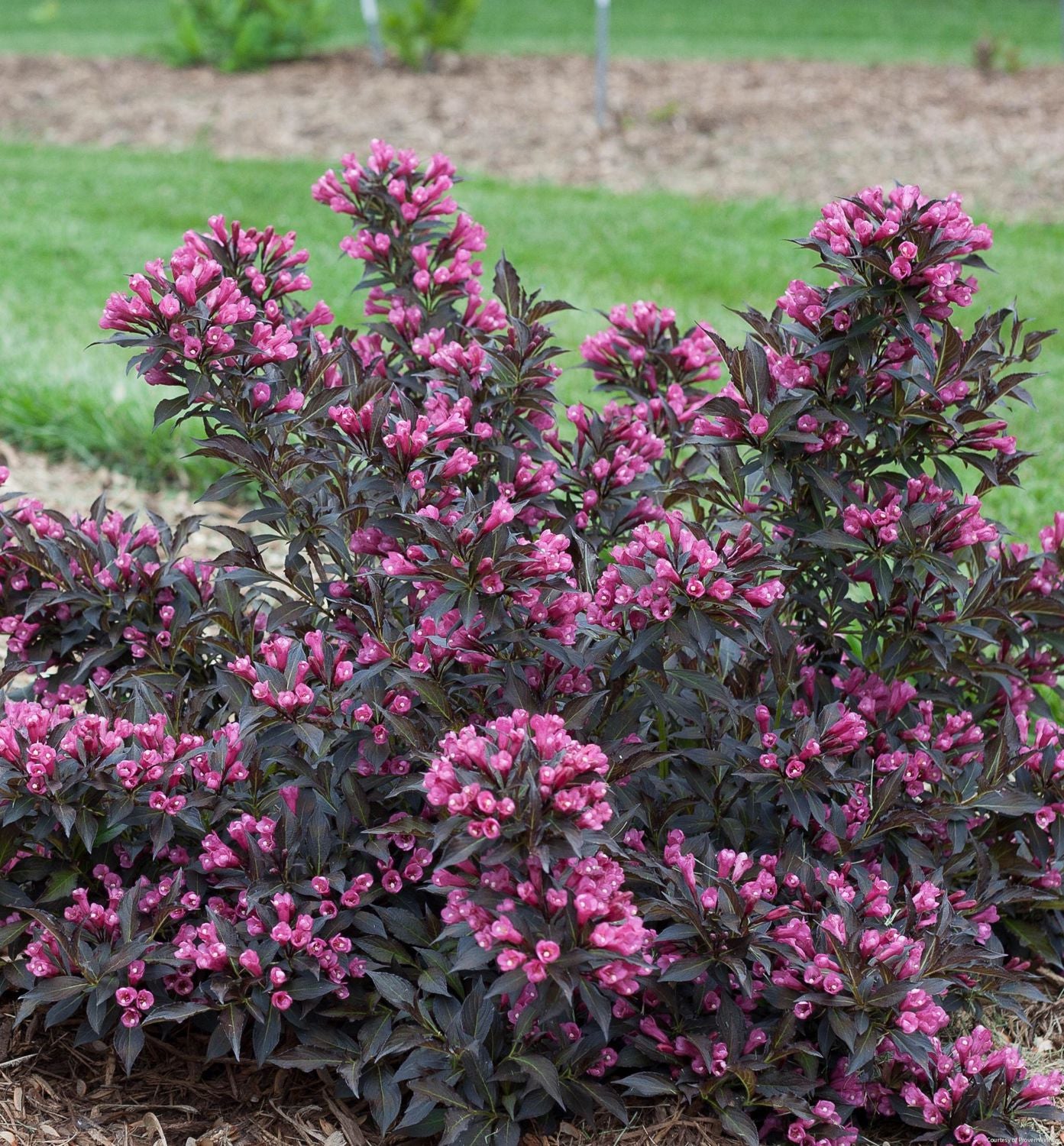 Weigela f. Spilled Wine®