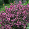 Weigela f. Wine & Roses®