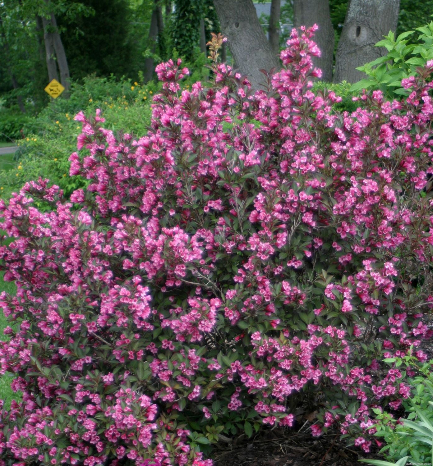 Weigela f. Wine & Roses®