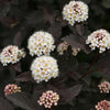 Physocarpus o. Diabolo®