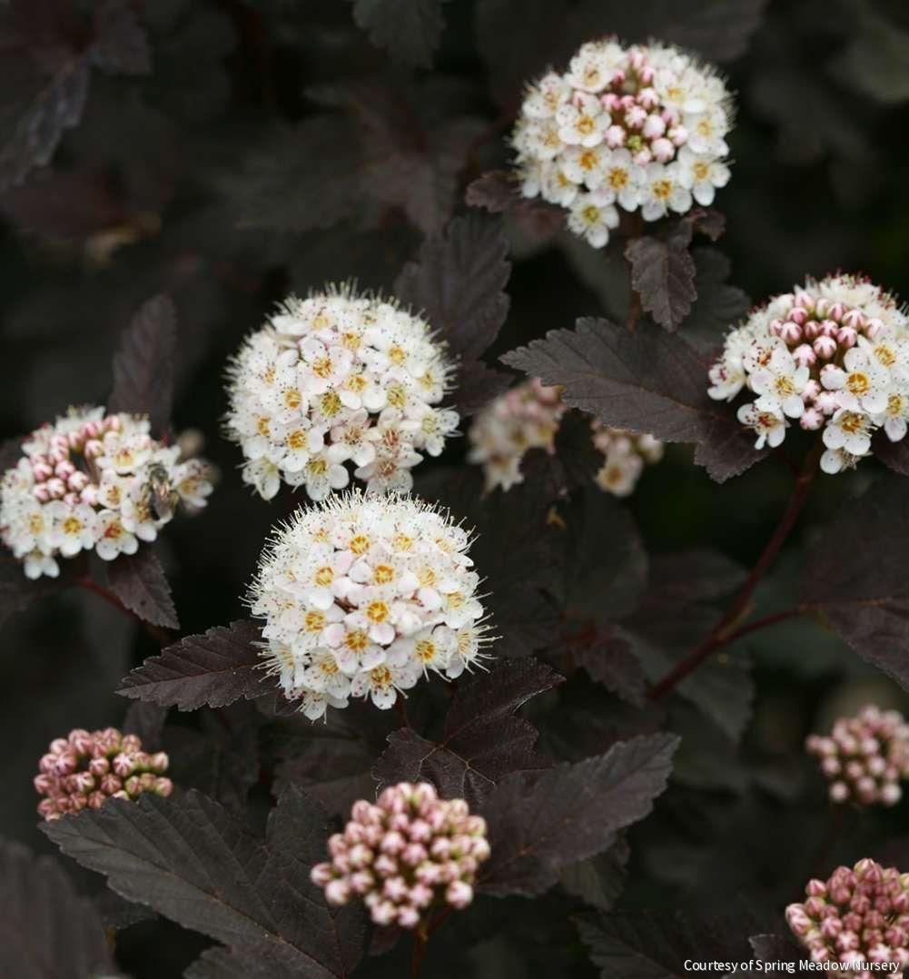 Physocarpus o. Diabolo®
