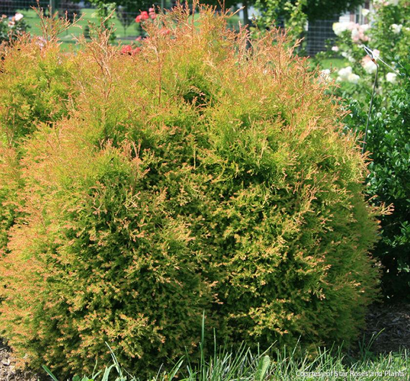 Thuja o. Fire Chief™