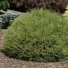 Thuja o. Mr. Bowling Ball®