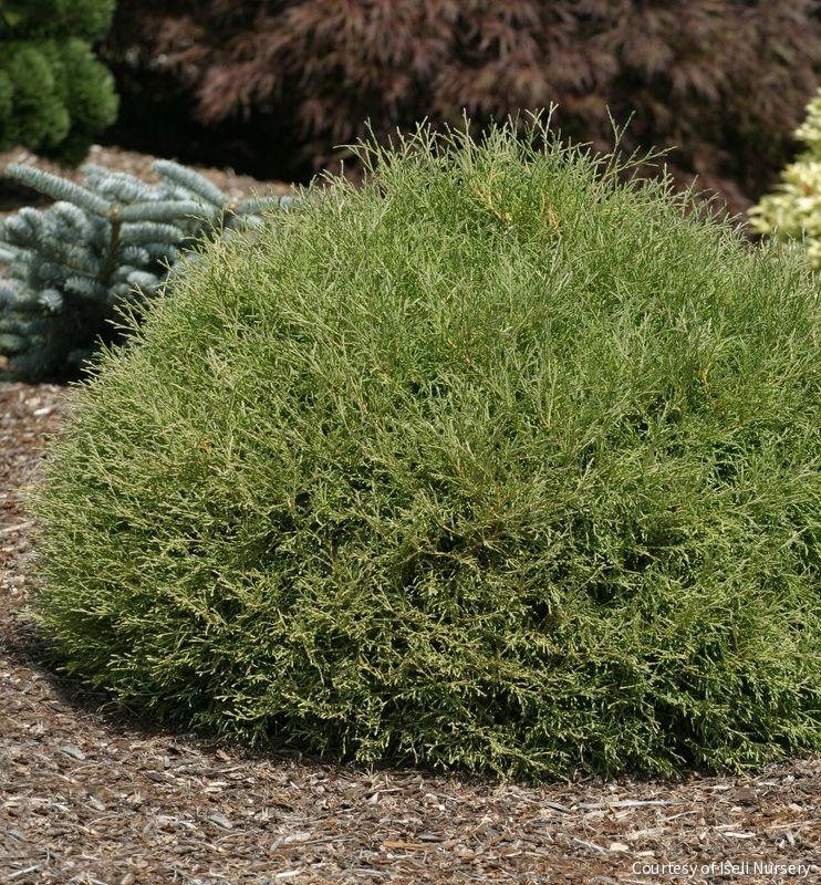 Thuja o. Mr. Bowling Ball®