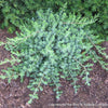 Juniperus c. 'Blue Pacific'