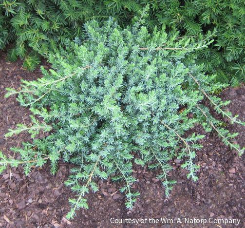 Juniperus c. 'Blue Pacific'