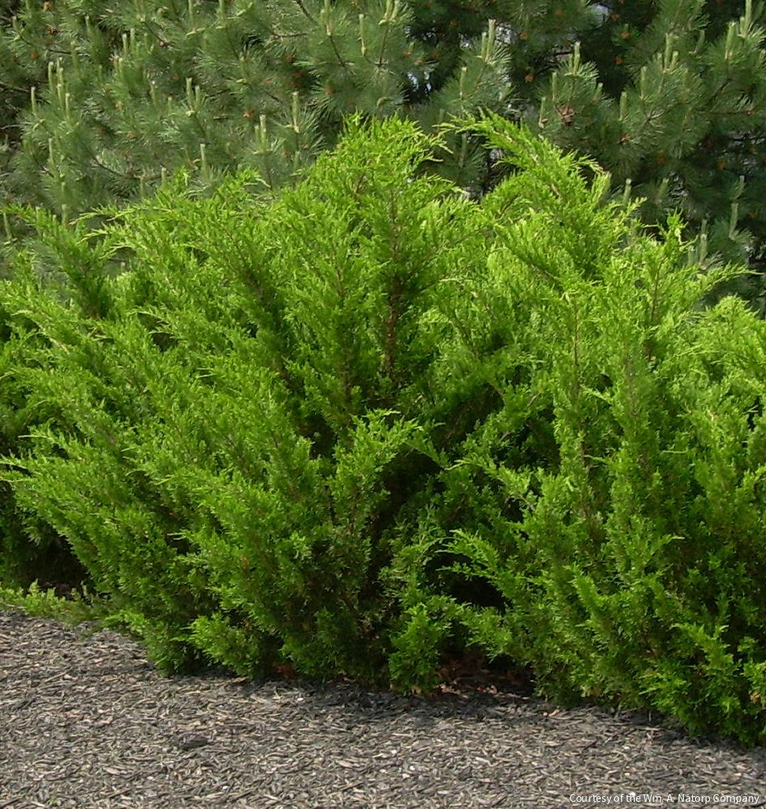 Juniperus c. 'Sea Green'
