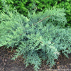 Juniperus c. 'Nick's Compacta'