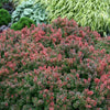 Berberis t. 'Admiration'