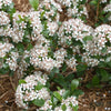 Aronia m. Low Scape Mound®