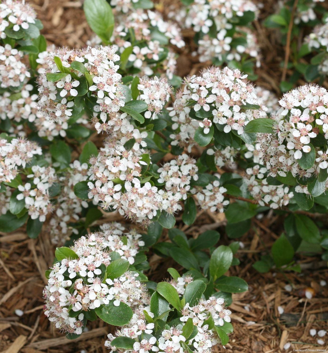 Aronia m. Low Scape Mound®