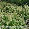 Itea v. Fizzy Mizzy®