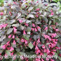 Weigela f. Midnight Wine Shine®
