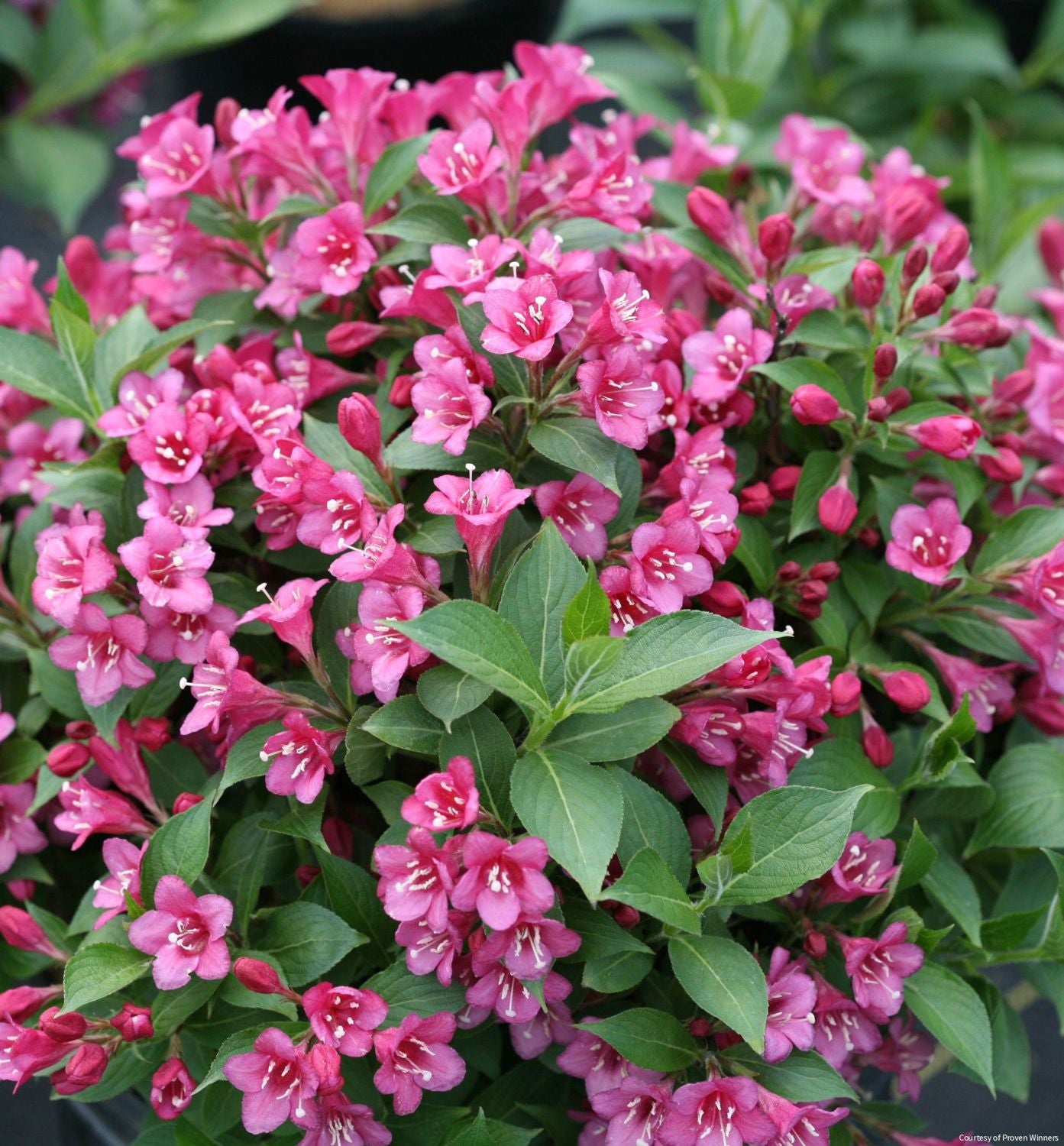 Weigela f. Snippet® Dark Pink