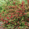 Weigela f. Sonic Bloom® Red