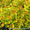 Spiraea j. Double Play® Candy Corn®