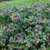 Spiraea m. Double Play® Blue Kazoo®