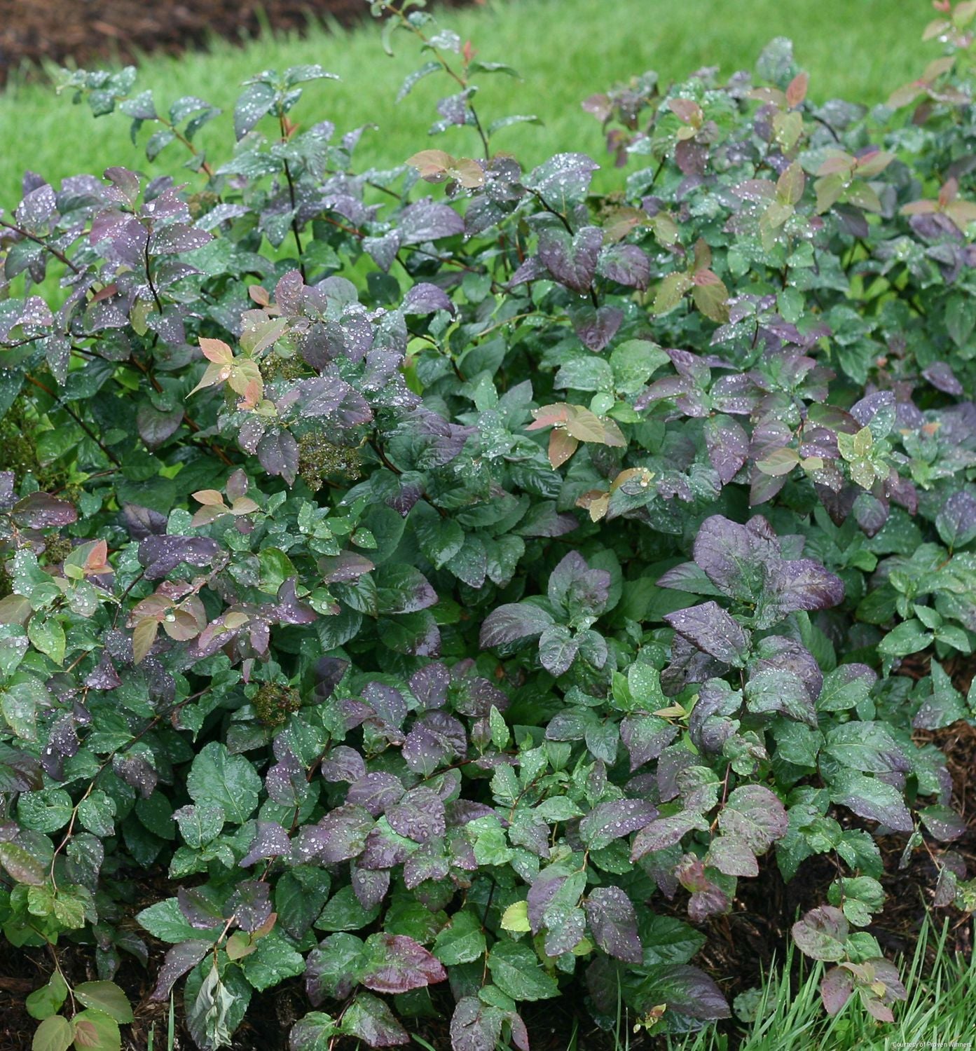Spiraea m. Double Play® Blue Kazoo®