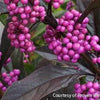 Callicarpa x Pearl Glam®