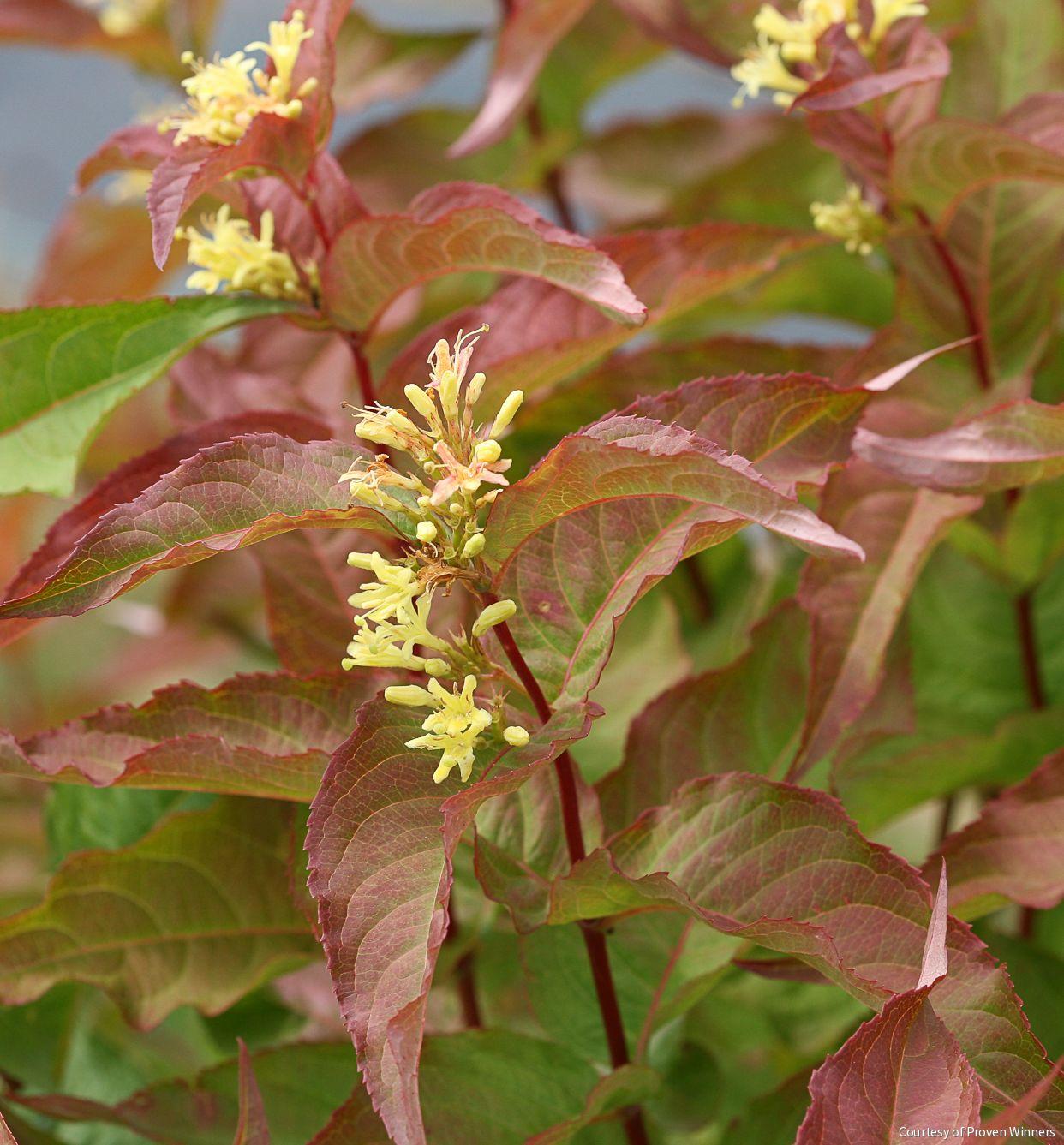 Diervilla Kodiak® Orange