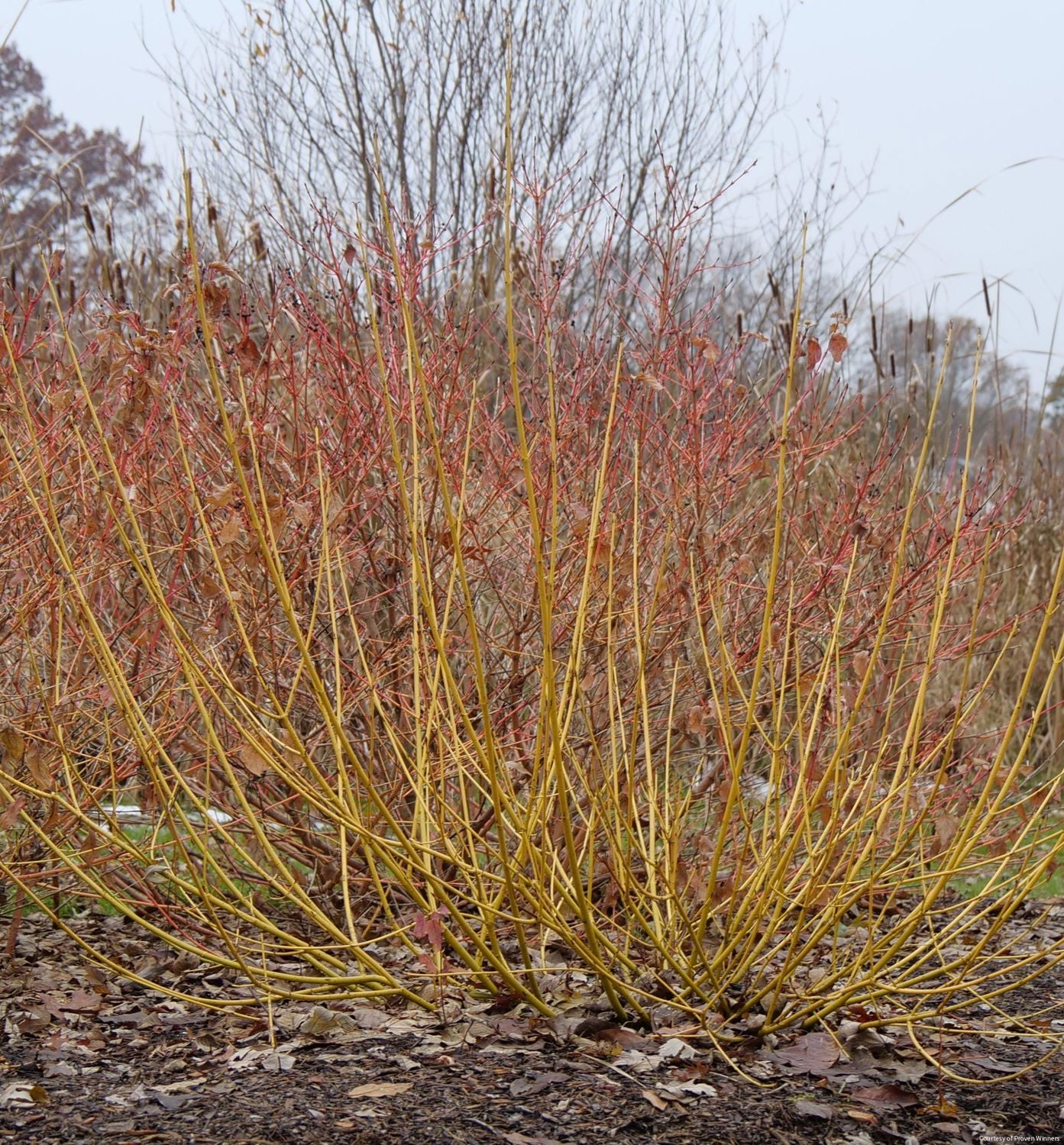 Cornus s. Arctic Fire® Yellow