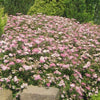Spiraea j. 'Little Princess'