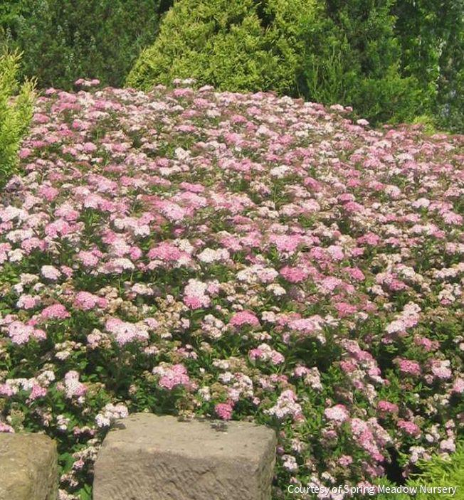 Spiraea j. 'Little Princess'