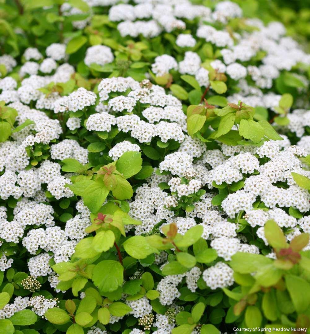 Spiraea b. Glow Girl®