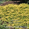 Juniperus conferta 'All Gold'